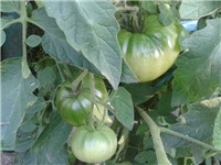 e603c651-Fotografija0194 (2).jpg